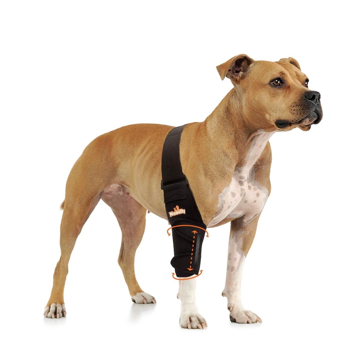Brown dog wearing a black leg brace with orange details on its front left leg.