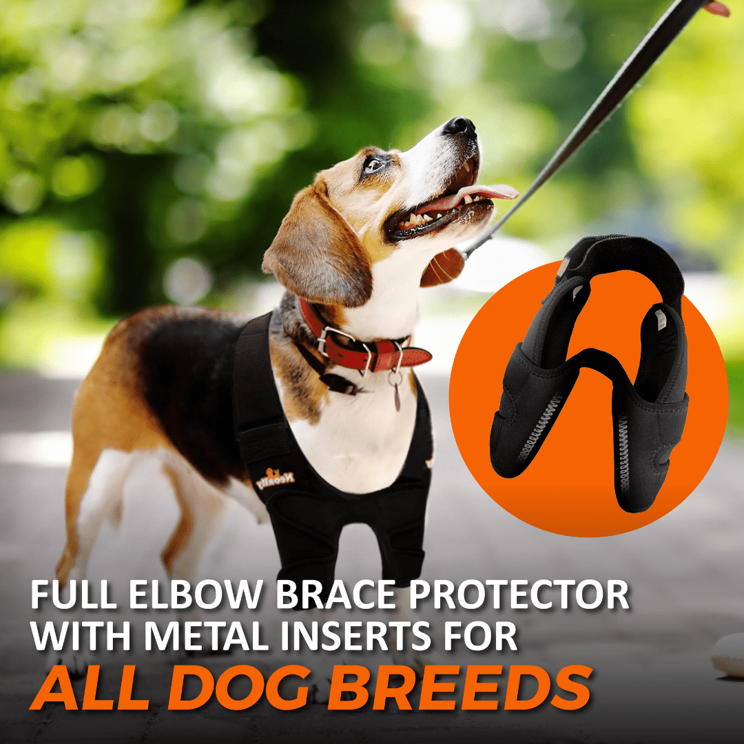 Beagle wearing a black elbow brace, with an orange circle showing the brace details.