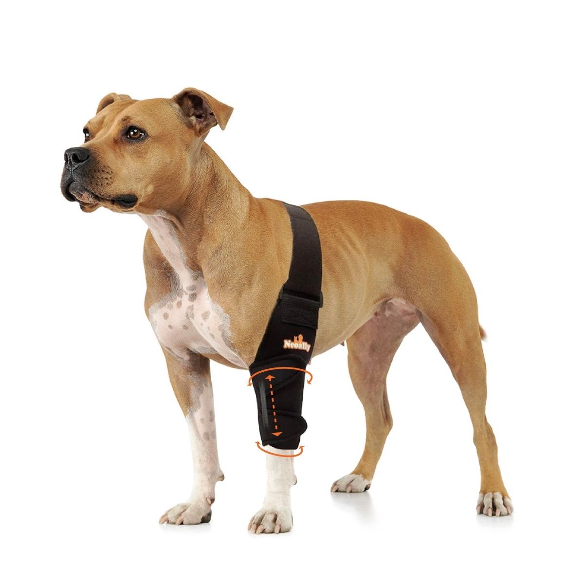 Brown dog wearing a black leg brace with orange details, standing on a white background.
