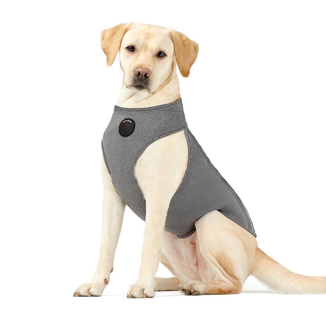 Yellow Labrador wearing a snug gray vest, sitting against a white background.