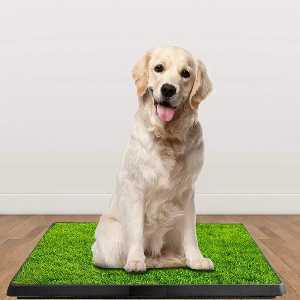 Golden retriever sitting on a green grass mat on a wooden floor, with a plain white background.