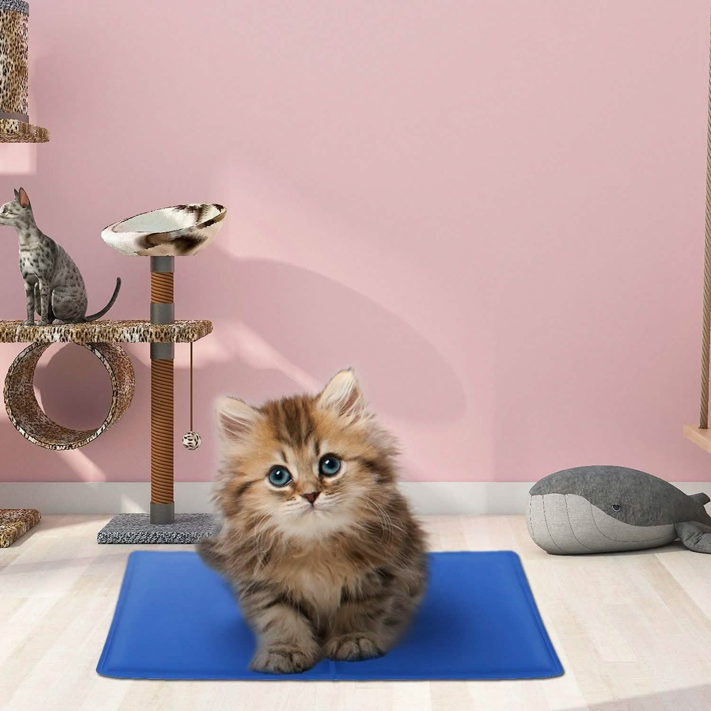 Fluffy kitten on blue mat, pink wall, cat tree, and plush whale in the background.
